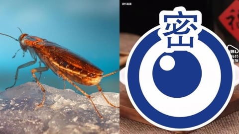 中國健身圈掀「蟑螂粉」平替蛋白粉熱潮！壯男喝一口「嘴裡都是XX」：這不能喝