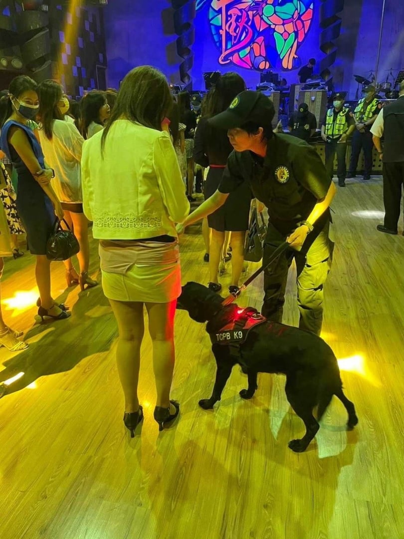 台北某分局曾鬧出緝毒犬在酒店偷吃客人食物的鬧劇(示意圖,非該事件人犬,台中市刑大提供)