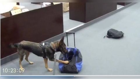 緝毒犬行不行1／狗狗竟垂涎酒店食物！　訓犬教官轟：沒實戰怎破案？