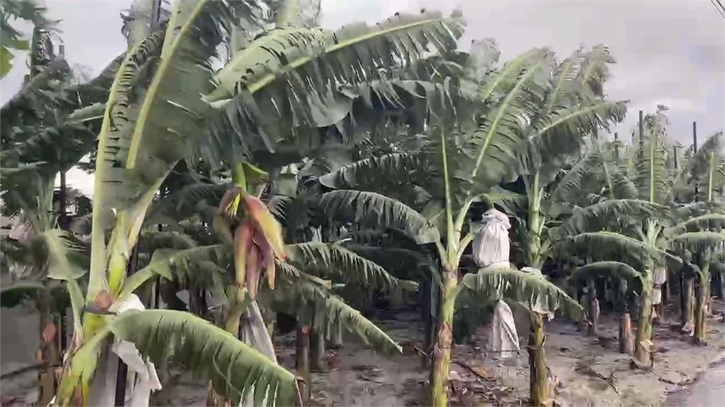 防颱大作戰!雲林林內木瓜搶收 莿桐香蕉園加固樹幹