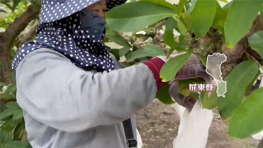 颱風薔琵強襲! 南部農.漁民嚴陣以待趕搶收