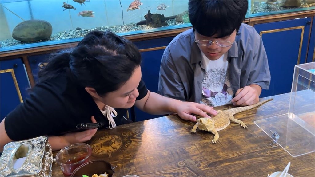 獨家/狐獴.蜥蜴陪你吃午餐! 台中首家「特寵餐廳」曝光