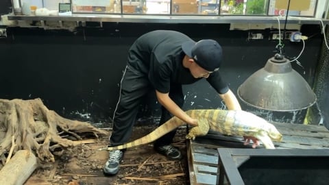 獨家/狐獴.蜥蜴陪你吃午餐! 台中首家「特寵餐廳」曝光