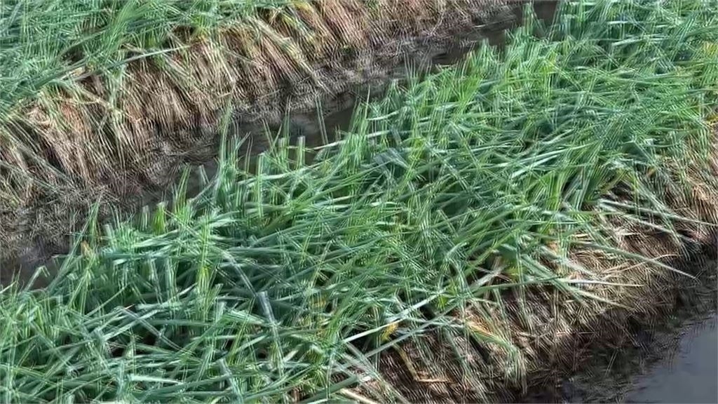 颱風薔琵掃過!中南部葉菜小漲1成 三星蔥恐迎短暫缺貨潮
