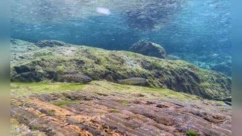 完成最後一塊保育拼圖 國寶魚野放繁殖量驚人