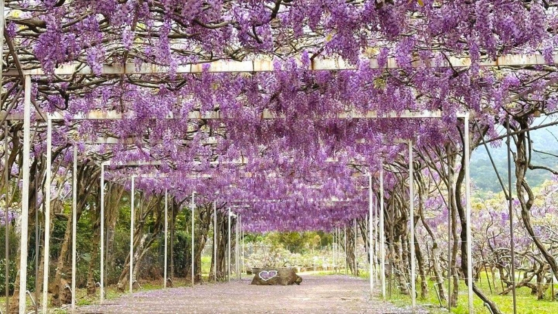 紫藤花每年花期僅約2周。(圖/翻攝自臉書/淡水紫藤花園一號屯山園區)