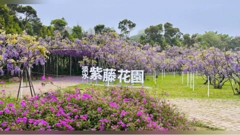 淡水紫藤花園宣布關閉! 創辦人嘆「8年來頻遭檢舉」:壓力太大