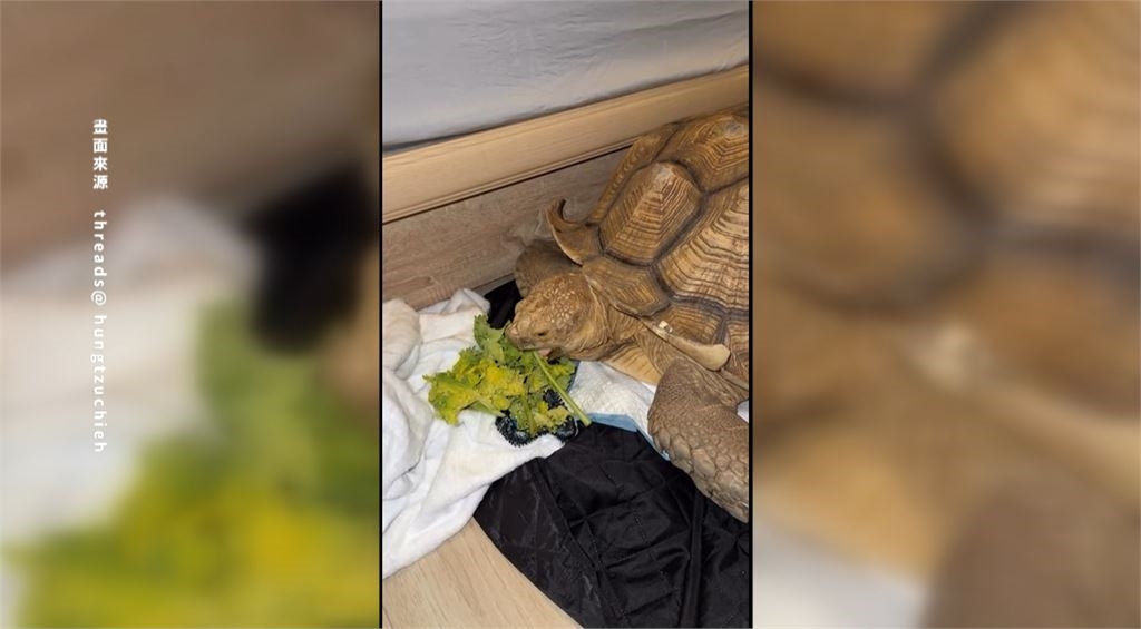 四腳朝天險滅頂 蘇卡達象龜落難水溝載浮載沉
