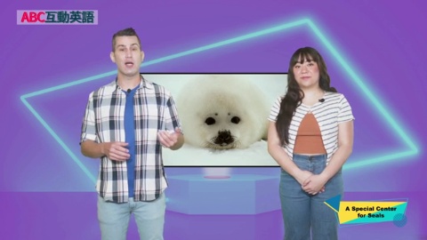 A Special Center for Seals (2)