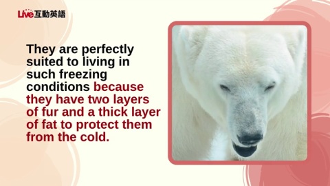 Why Polar Bears and Penguins Never Meet (1)