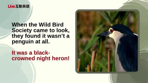 The “Penguin” of Nankan River (1)