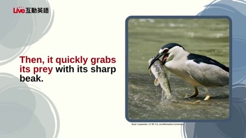 The “Penguin” of Nankan River (2)