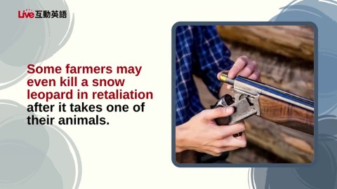 The Uncertain Future of Snow Leopards (2)