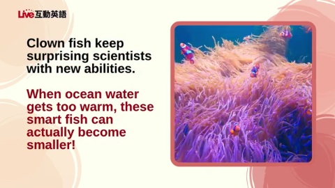 Clown Fish: More than Just Nemo (2)