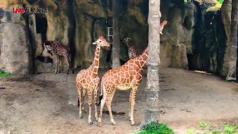 Understanding Animal Behavior