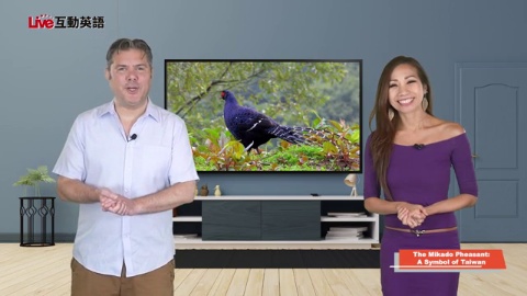 The Mikado Pheasant:A Symbol of Taiwan (1)