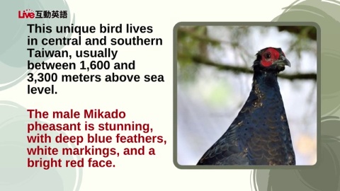 The Mikado Pheasant:A Symbol of Taiwan (2)