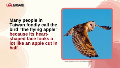 The Eastern Grass Owl:Taiwan’s “Flying Apple”(1)