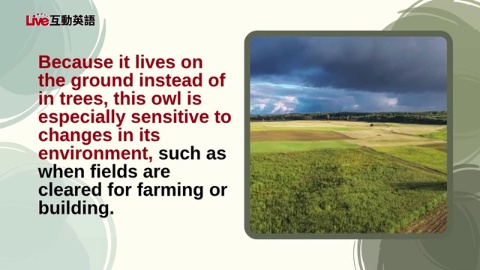 The Eastern Grass Owl:Taiwan’s “Flying Apple”(2)