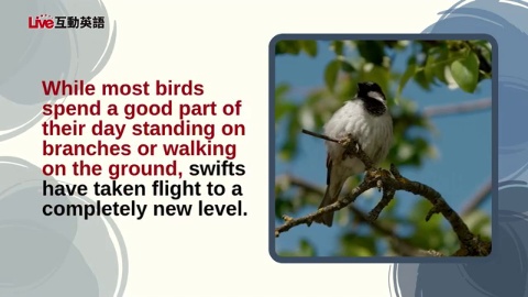 The Amazing Life of Swifts (1)