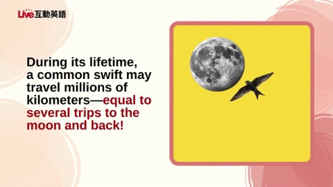 The Amazing Life of Swifts (2)