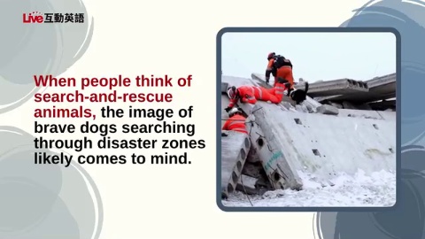 The Animal Heroes of Search and Rescue (1)