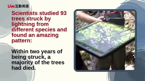 Can Lightning Give Trees a Power-Up? 