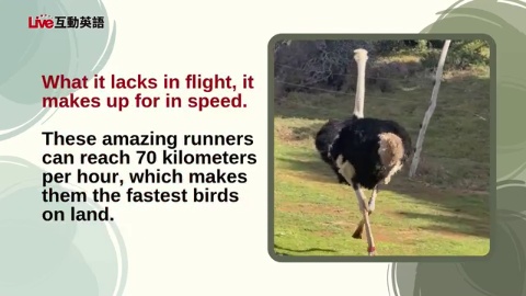 Speed, Strength, and Surprising Stories (1)