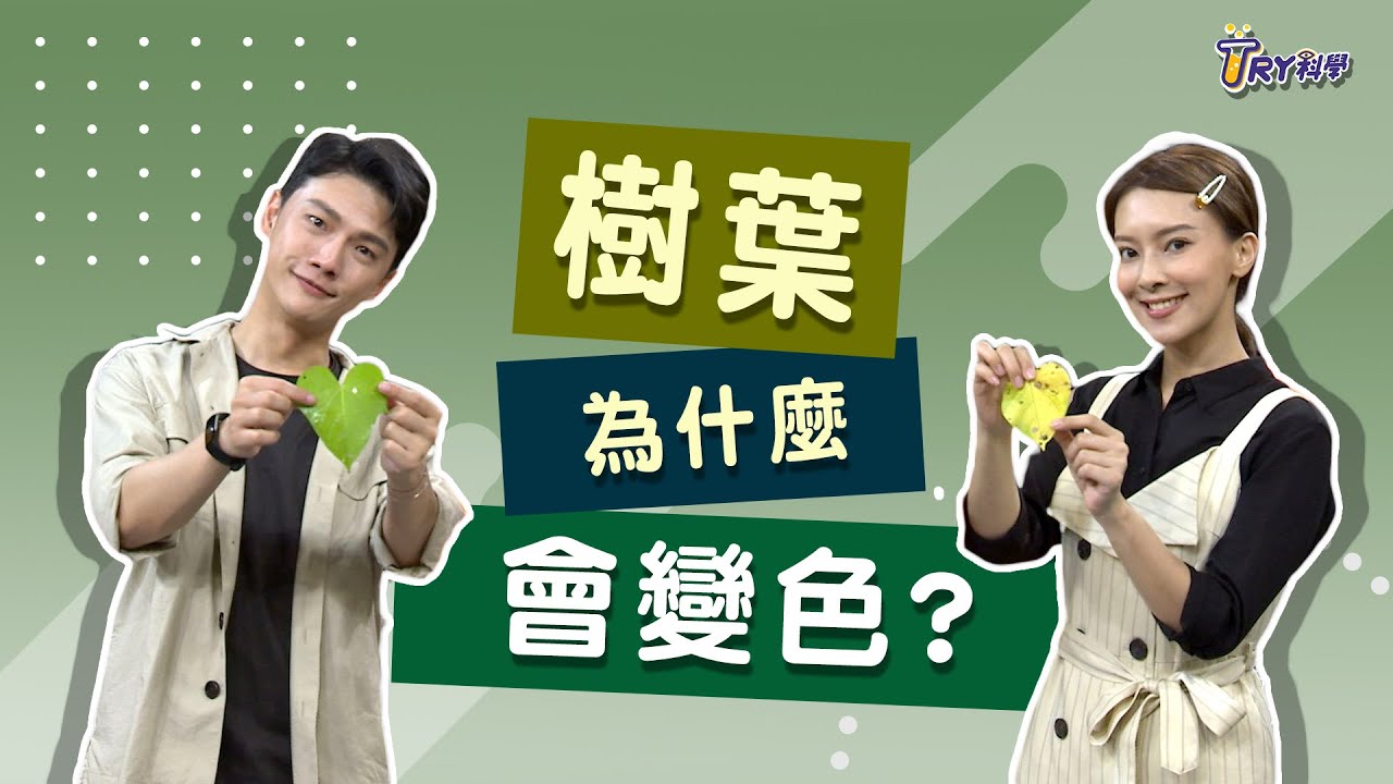 樹葉為什麼會變色?