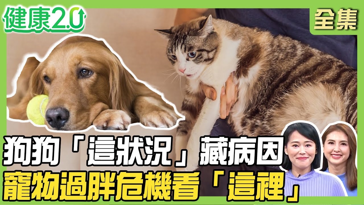王思佳為愛犬花費超過百萬元，分享了飼養狗狗的經歷與寵物健康的重要性