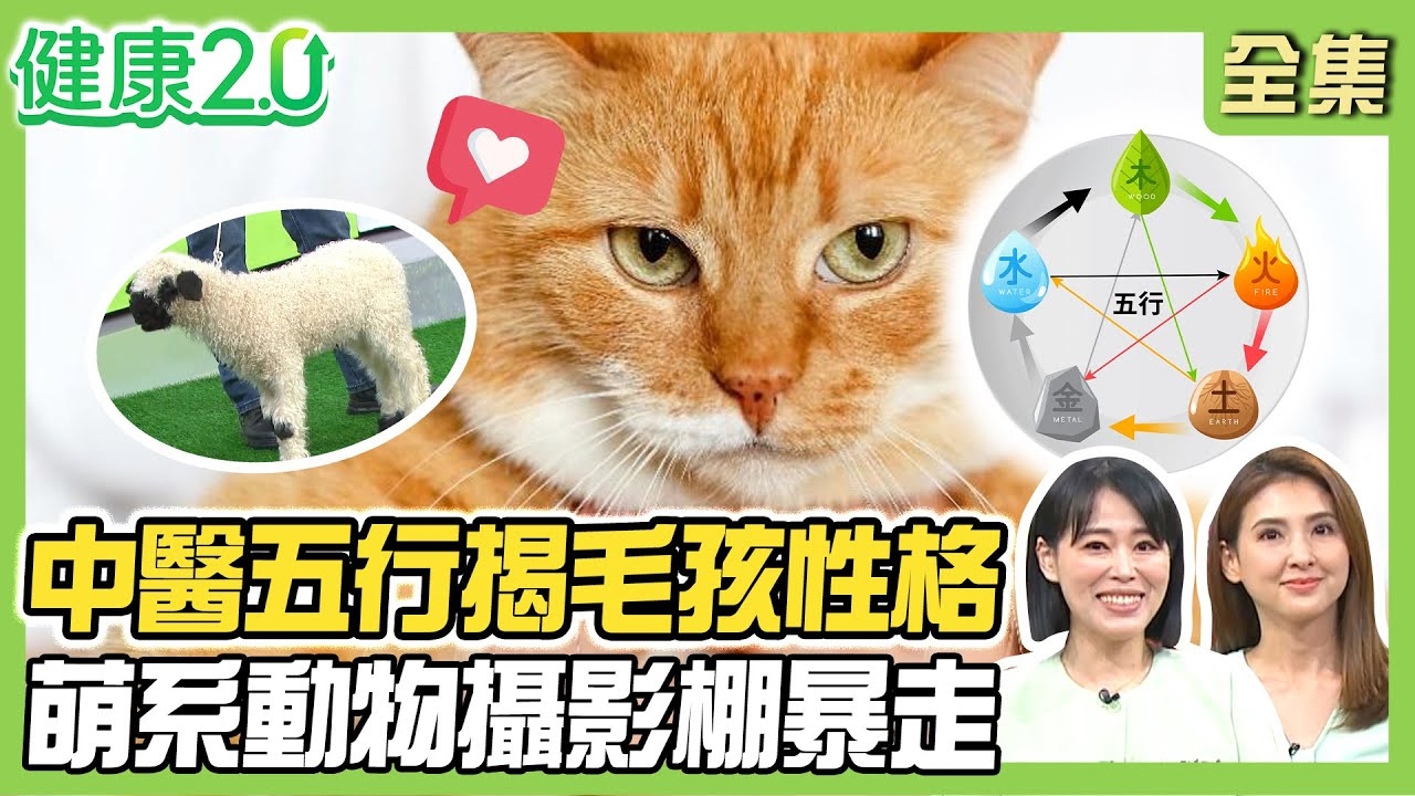 揭示了四個關於貓咪的都市傳說，並探討了貓咪性格與中醫五行（金木水火土）之間的關聯