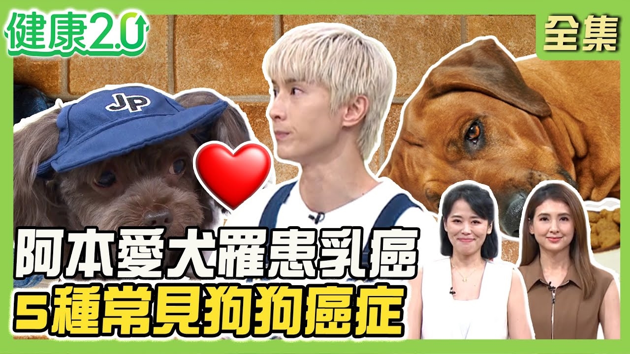 樂天女孩被狗咬傷破相停工!阿本愛犬只咬他的朋友?狗狗攻擊8等級先看安定訊號!瓦礫搜救犬現身攝影棚