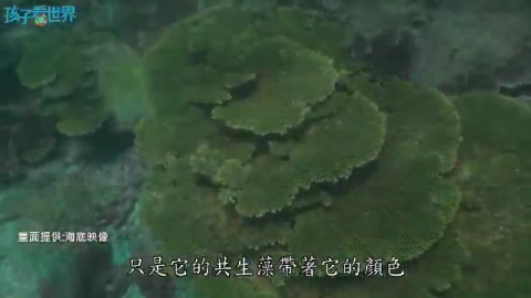 孩子看世界- 慕尼黑影展報獎中文版