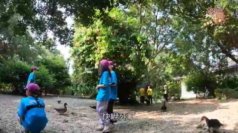 抓雞拔草大驚奇