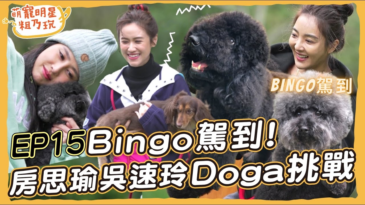 Bingo粗乃玩啦! 房思瑜 吳速玲 Sandy 狗狗瑜珈好崩潰! 巨型貴賓 長毛臘腸 也能玩?