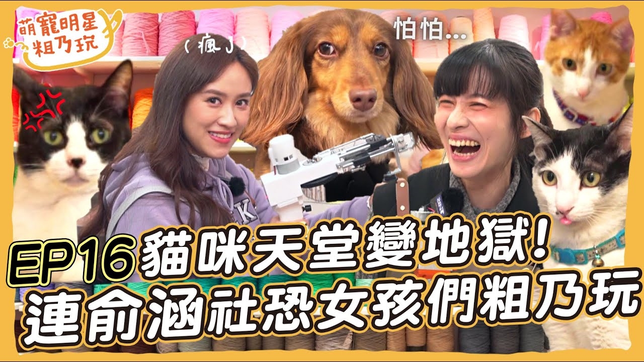 呵喜被貓包圍 天堂變地獄? 連俞涵 Sandy 社恐女孩粗乃玩啦!