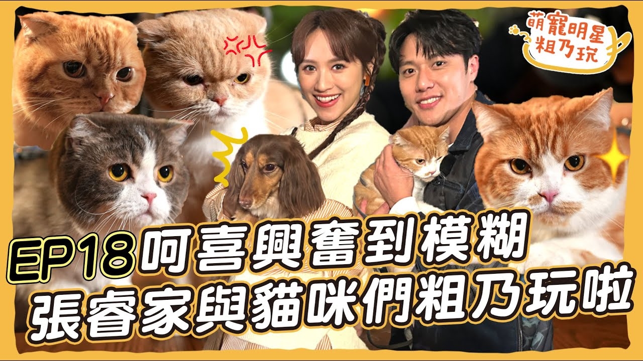 張睿家與貓咪們粗乃玩啦! 呵喜興奮到模糊 寵物按摩好失控 Sandy崩潰 連老師都hold不住啦