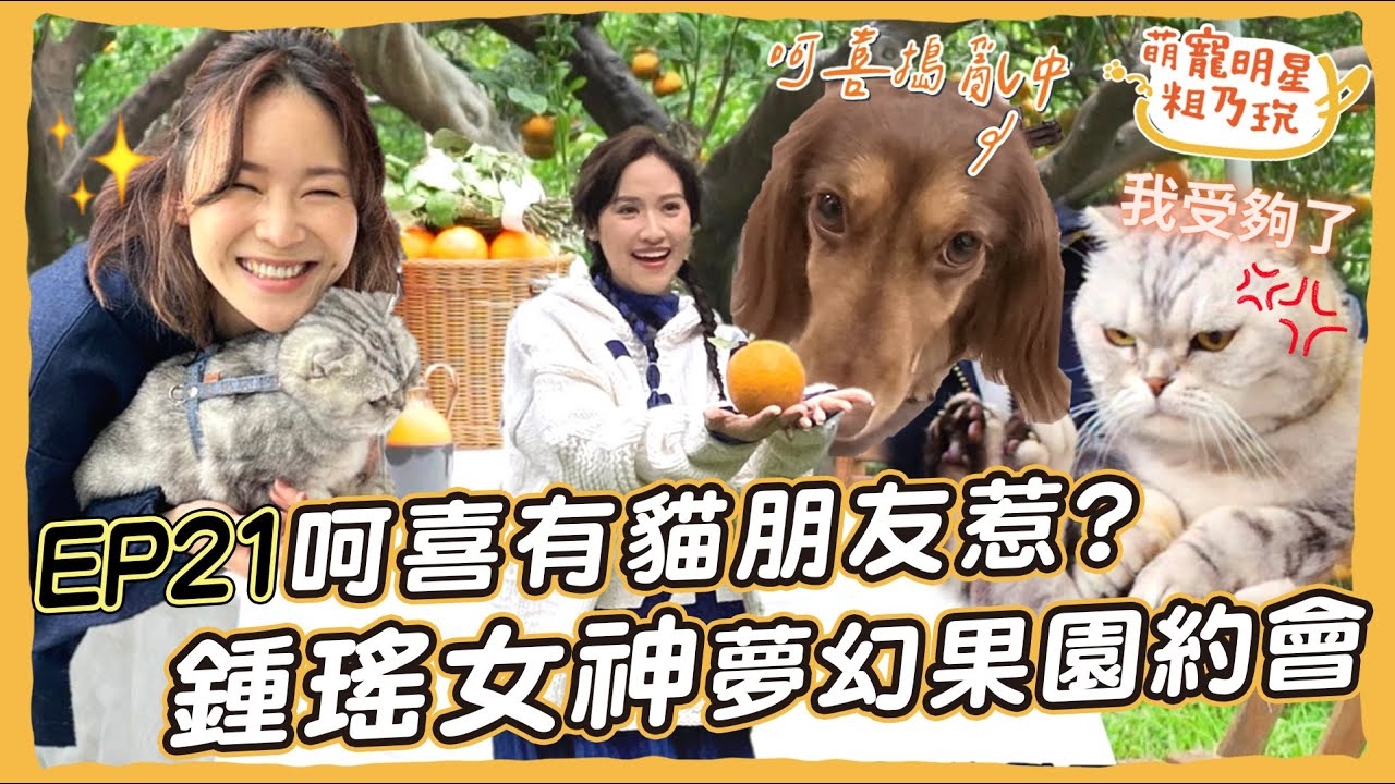 呵喜交到貓朋友了? 鍾瑤也是中途愛媽?超夢幻 寵物友善果園 跟女神一起採橘子!