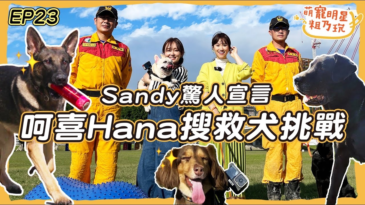 超帥氣 搜救犬粗乃玩啦! 呵喜 Hana 短腿狗搜救犬訓練超爆笑!