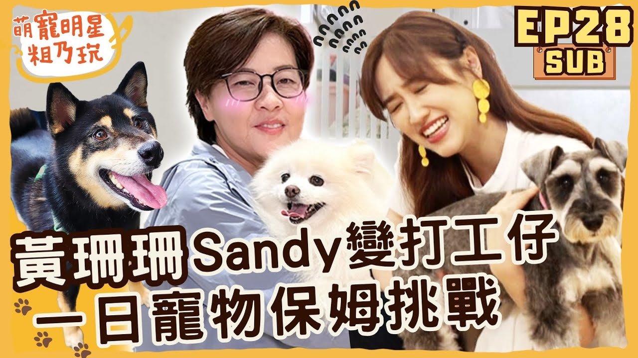 黃珊珊 Sandy 變身打工仔! 屎尿連發 一日寵物保姆挑戰累到崩潰! 呵喜 小俠 神助功!