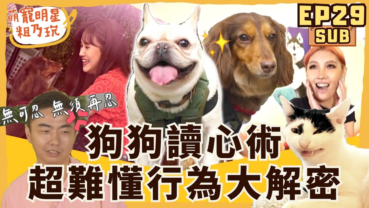 Karencici養到天使狗? 狗狗行為大解密! Sandy 惹怒 熊爸? 呵喜公主秘密曝光