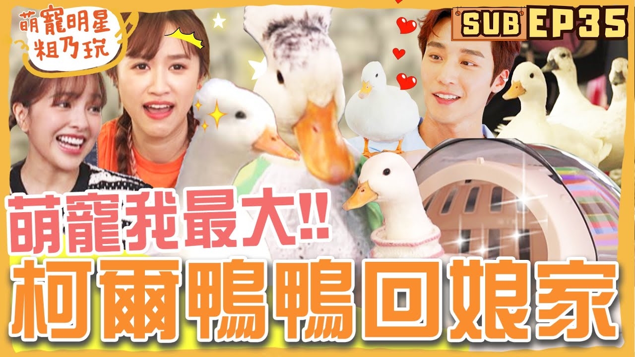 萌寵我最大之柯爾鴨鴨回娘家! Sandy 徐凱希 卞慶華 呱呱遊戲王大挑戰!過程竟出現超害羞畫面