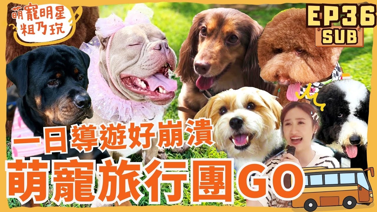 史上最療癒的旅行 萌寵旅行社出團啦! 一日導遊 Sandy 呵喜好崩潰! 惡霸犬竟瑟瑟發抖