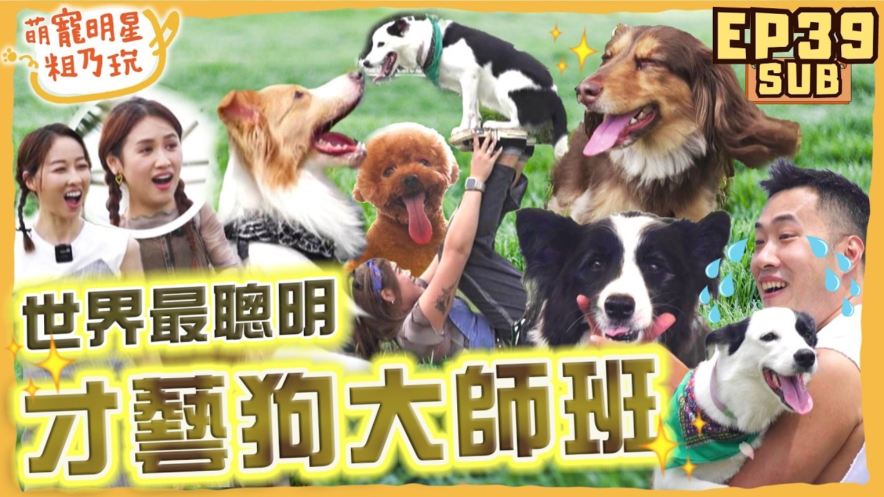 第三季最終回! 邊境牧羊犬才藝狗聚 余祥銓帶愛犬來雪恥啦! 呵喜挑戰才藝大師班