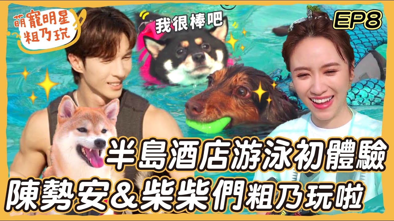 陳勢安 柴犬姊妹花 游泳初體驗! 呵喜大秀泳技 Sandy直呼戀愛啦!狗狗半島酒店 私廚料理 超享受