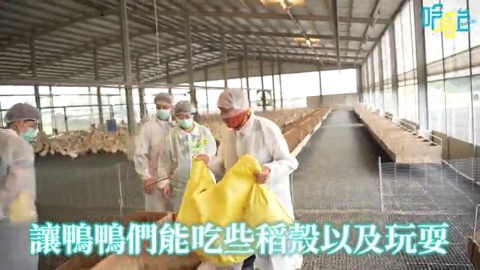 《哈哈台特別企劃》前進皮蛋工廠！有看過六千隻鴨子嗎？皮蛋是馬尿泡的蛋？暗黑傳聞大破解！