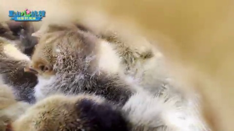 跟著小雞去旅行（屏東縣牡丹鄉）